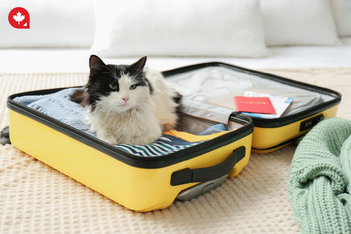 Moving to Canada With Your Pet